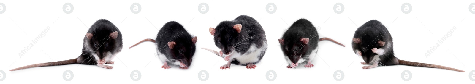 Image of Fluffy rat isolated on white, collage. Rodent