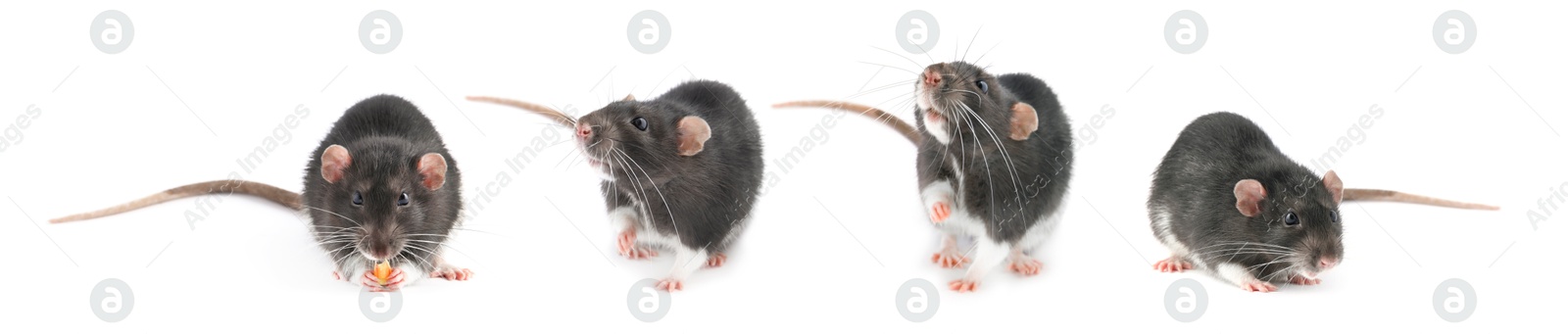 Image of Fluffy rat isolated on white, collage. Rodent