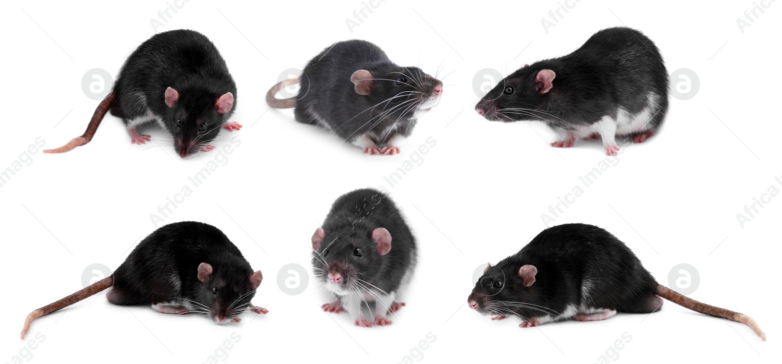 Image of Fluffy rats isolated on white, collage. Rodent