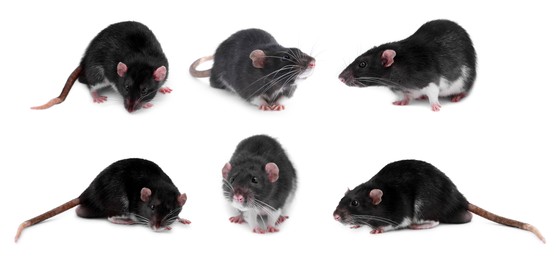 Fluffy rats isolated on white, collage. Rodent