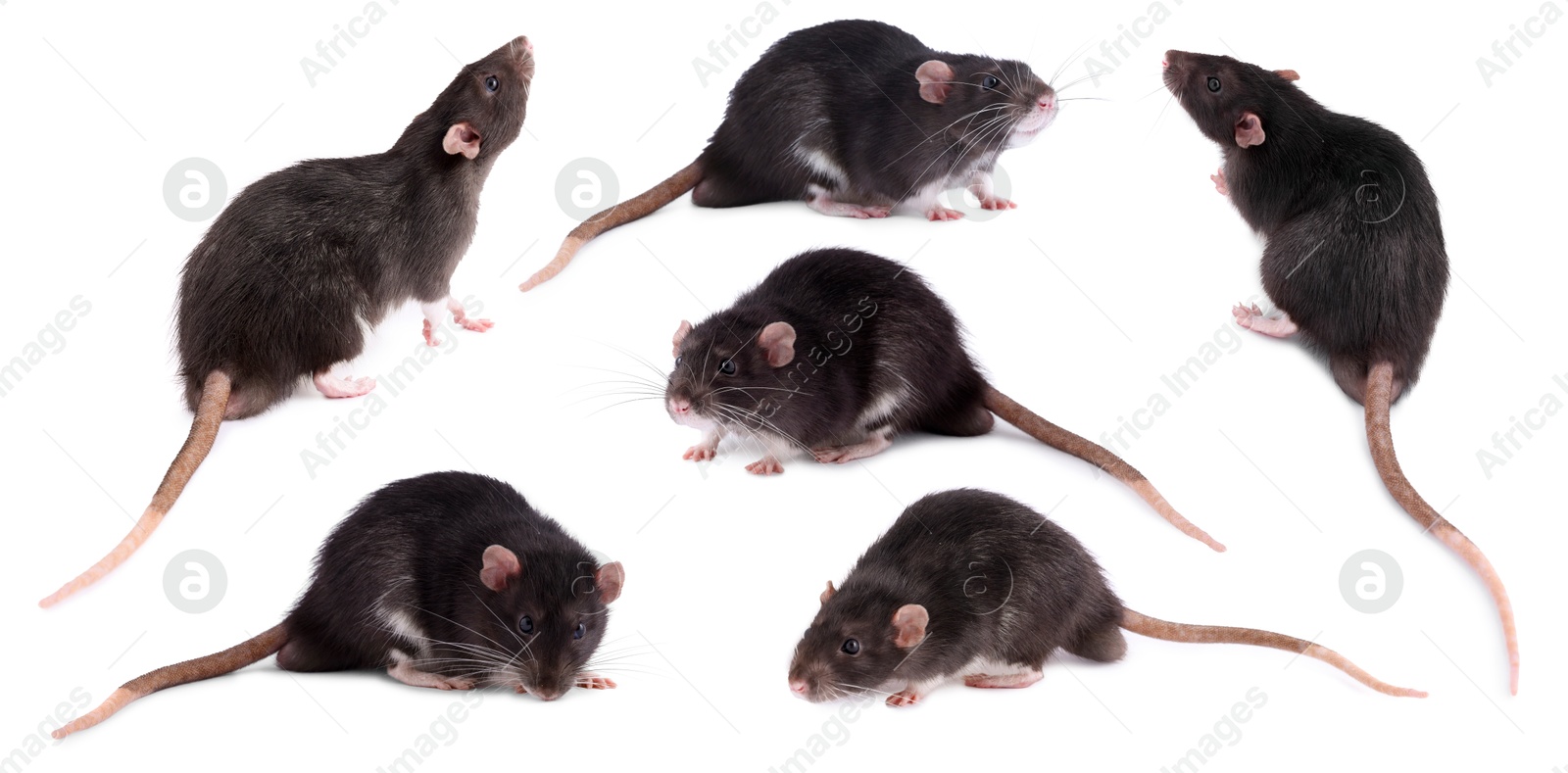 Image of Fluffy rat isolated on white, collage. Rodent