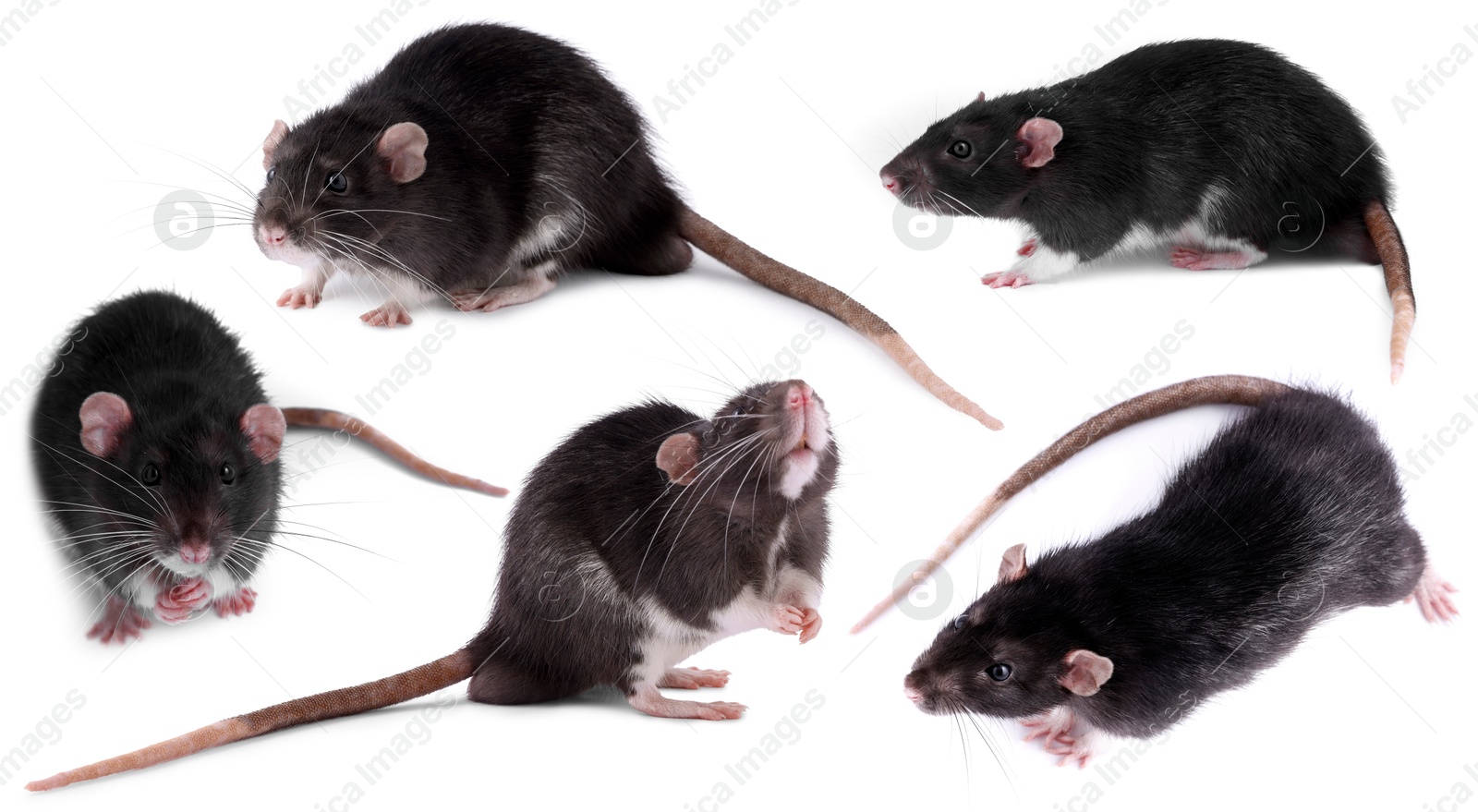 Image of Fluffy rat isolated on white, collage. Rodent