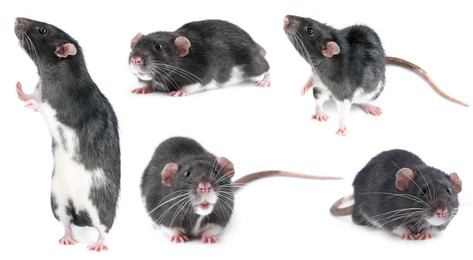 Image of Fluffy rat isolated on white, collage. Rodent