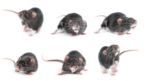 Image of Fluffy rat isolated on white, collage. Rodent