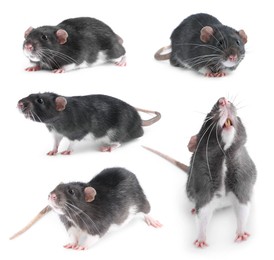 Image of Fluffy rat isolated on white, collage. Rodent