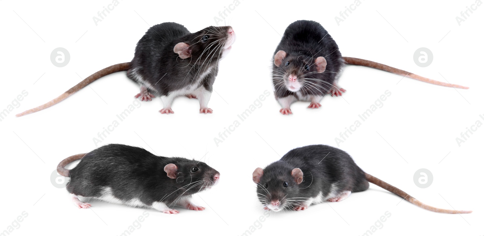 Image of Fluffy rat isolated on white, collage. Rodent