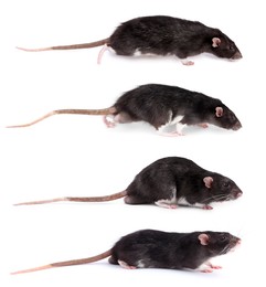 Image of Fluffy rat isolated on white, collage. Rodent