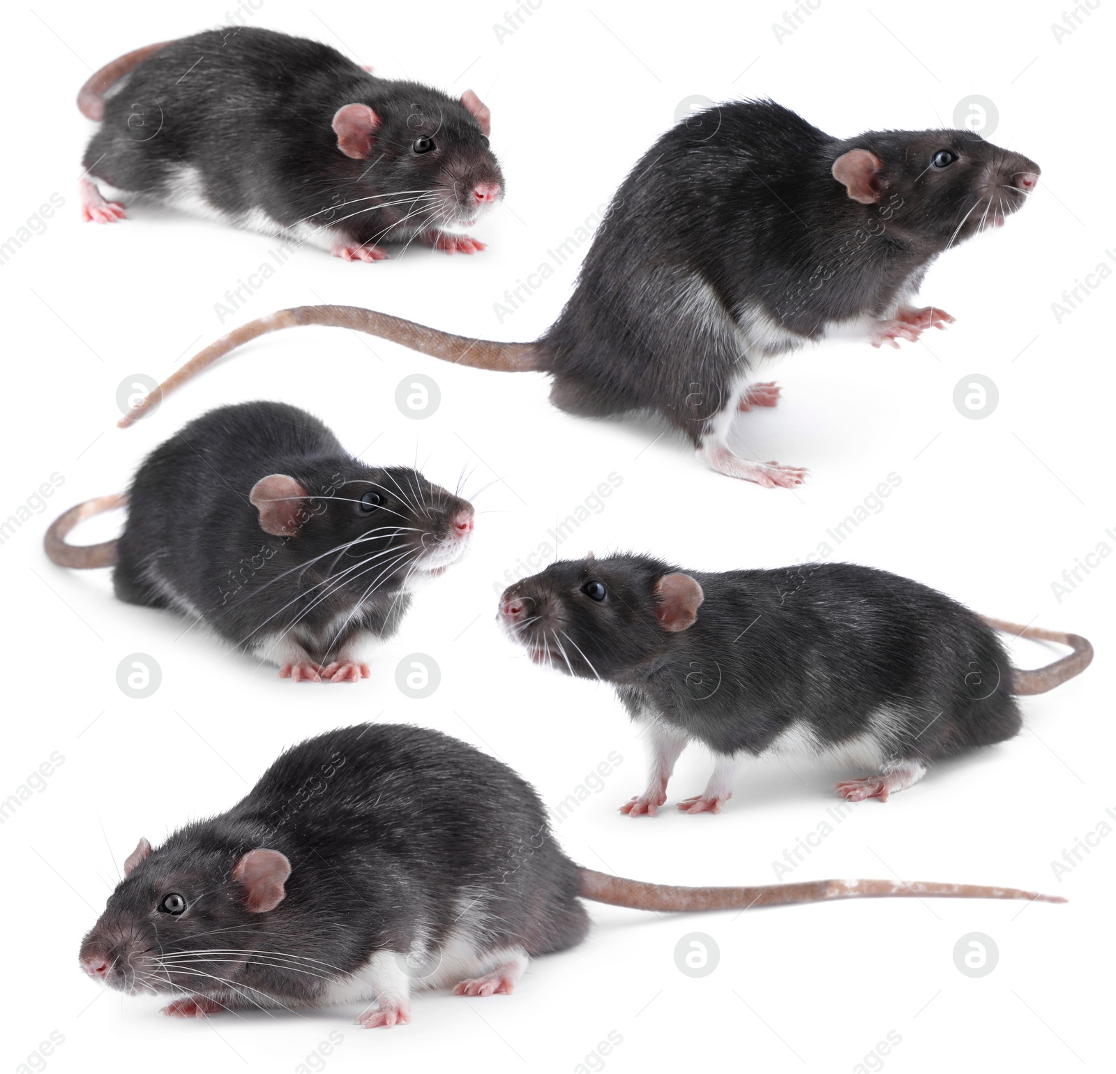 Image of Fluffy rat isolated on white, collage. Rodent