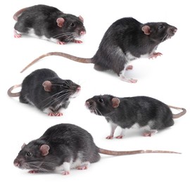 Image of Fluffy rat isolated on white, collage. Rodent