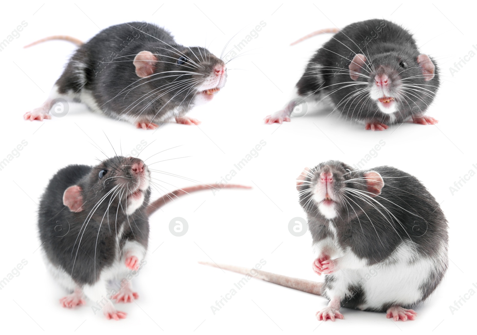 Image of Fluffy rat isolated on white, collage. Rodent