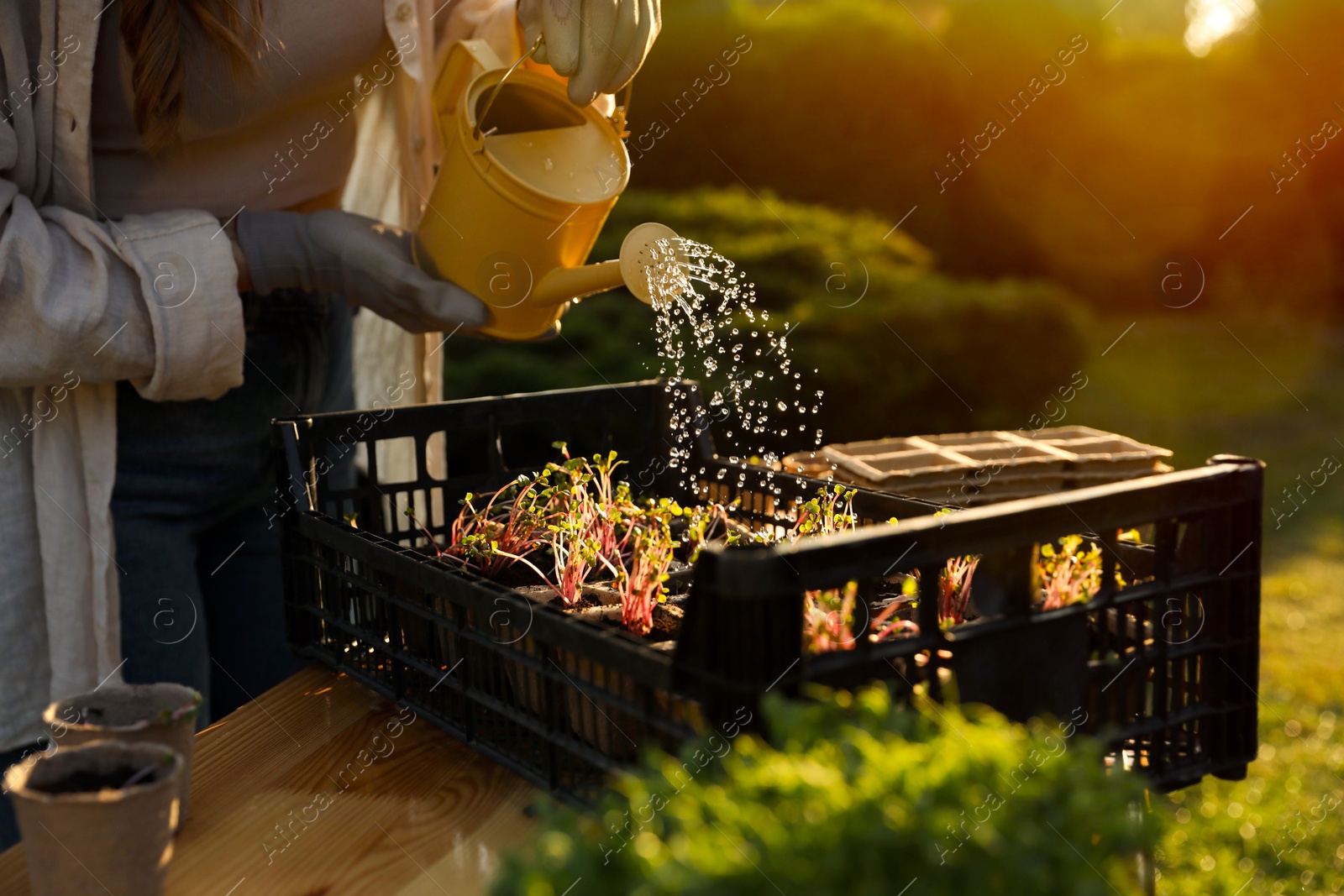 Photo of Woman watering potted seedlings with can at table outdoors, closeup