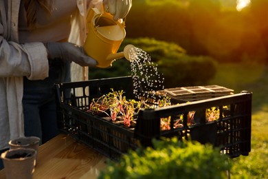 Photo of Woman watering potted seedlings with can at table outdoors, closeup