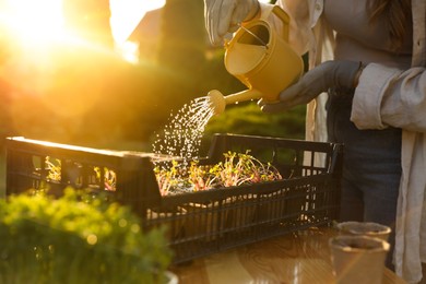 Photo of Woman watering potted seedlings with can at table outdoors, closeup