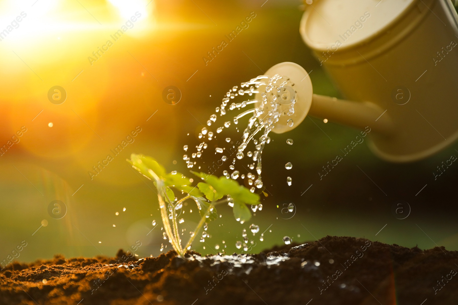 Photo of Watering young seedling with can outdoors, closeup