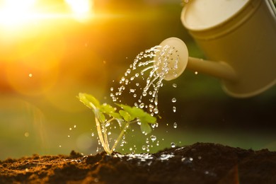 Photo of Watering young seedling with can outdoors, closeup