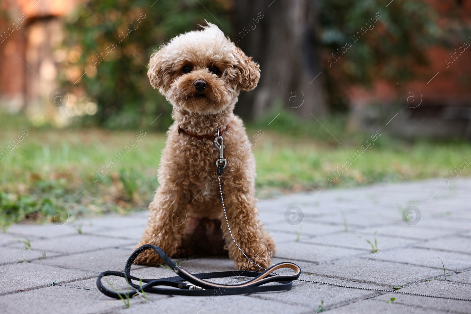 Photo of Cute Maltipoo dog with leash on walk outdoors, space for text