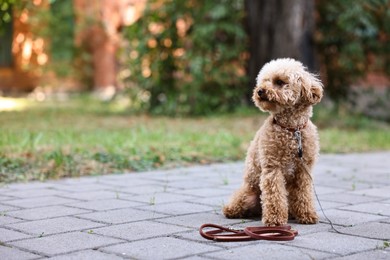 Photo of Cute Maltipoo dog with leash on walk outdoors, space for text