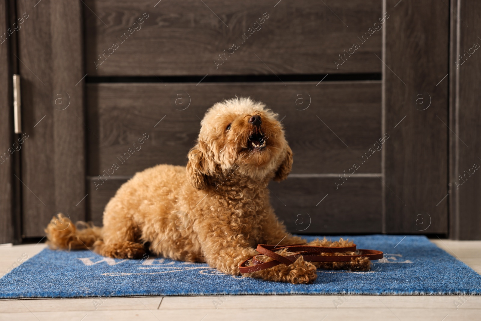 Photo of Walking with dog. Cute Maltipoo with leash near door indoors