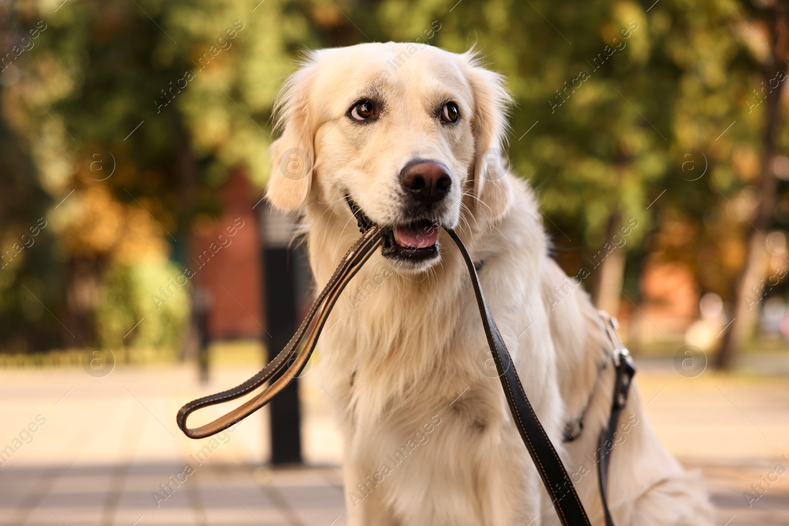 Photo of Walking with dog. Cute Golden Retriever with leash outdoors