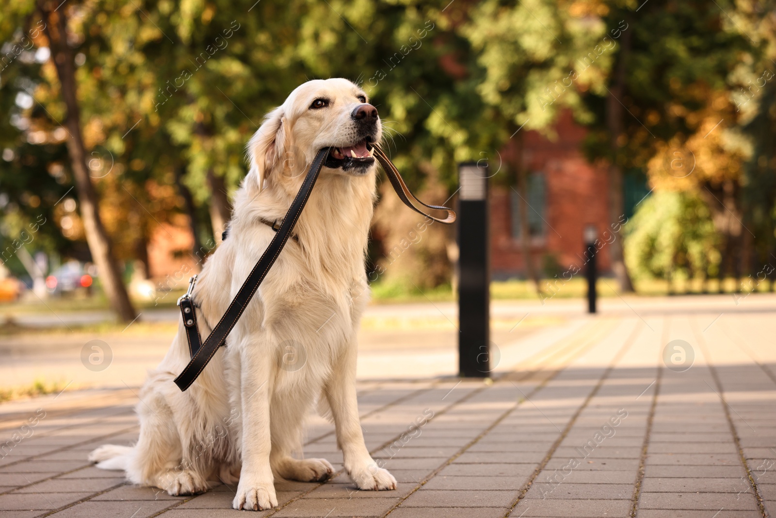 Photo of Walking with dog. Cute Golden Retriever with leash outdoors, space for text