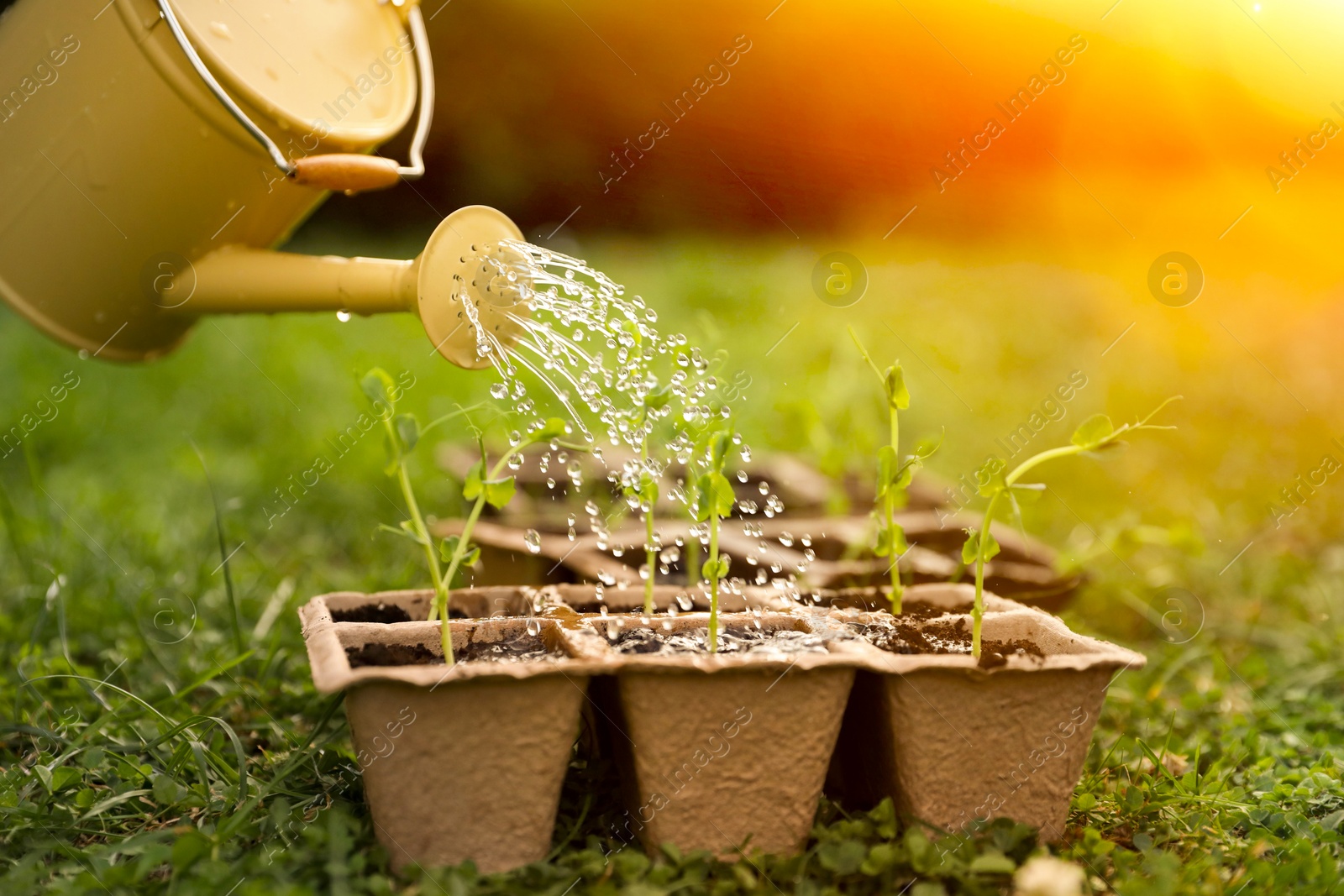 Photo of Watering potted seedlings with can outdoors, closeup