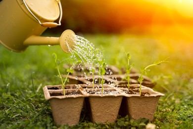 Photo of Watering potted seedlings with can outdoors, closeup