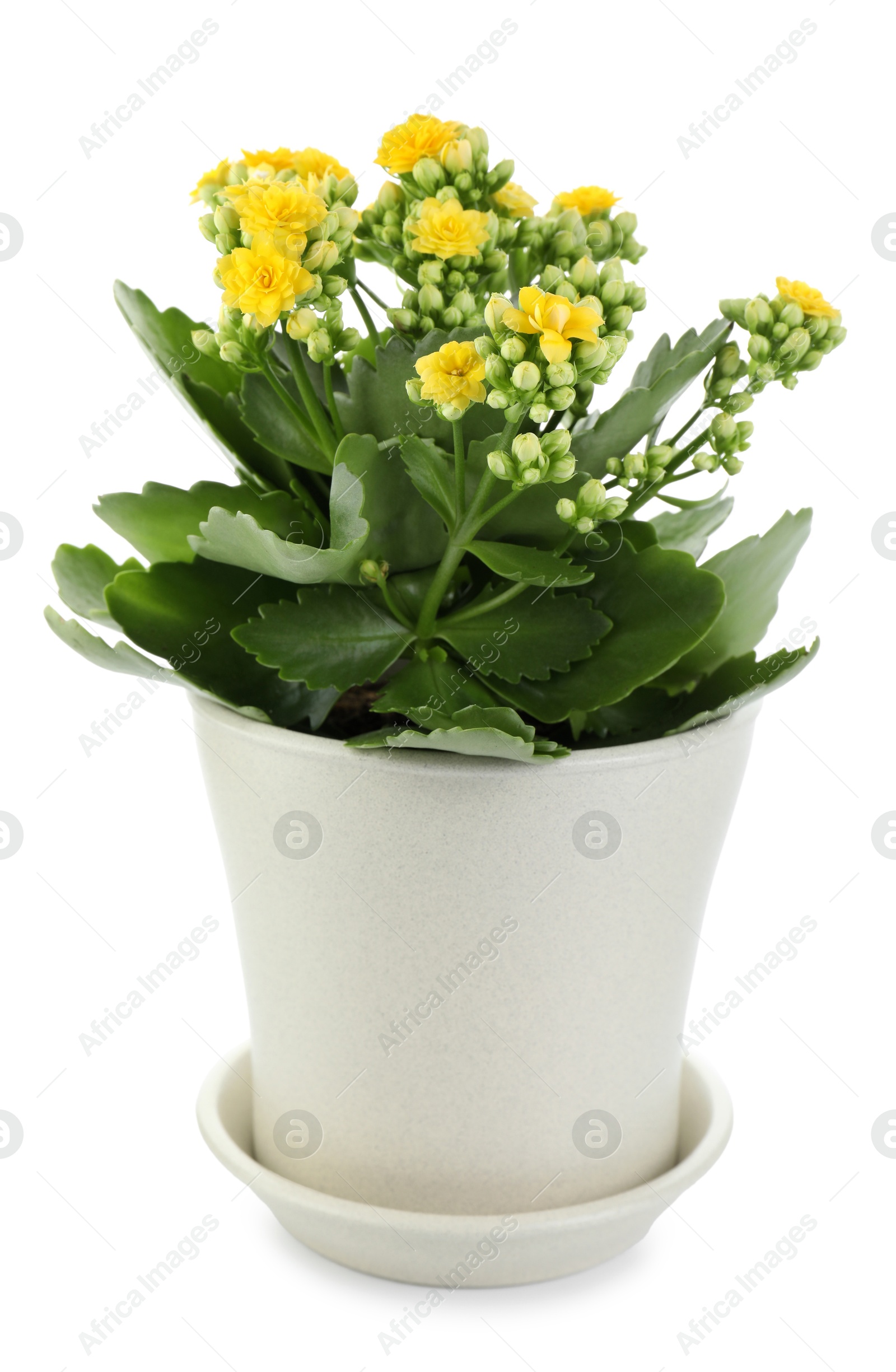 Photo of One beautiful kalanchoe flower in pot isolated on white