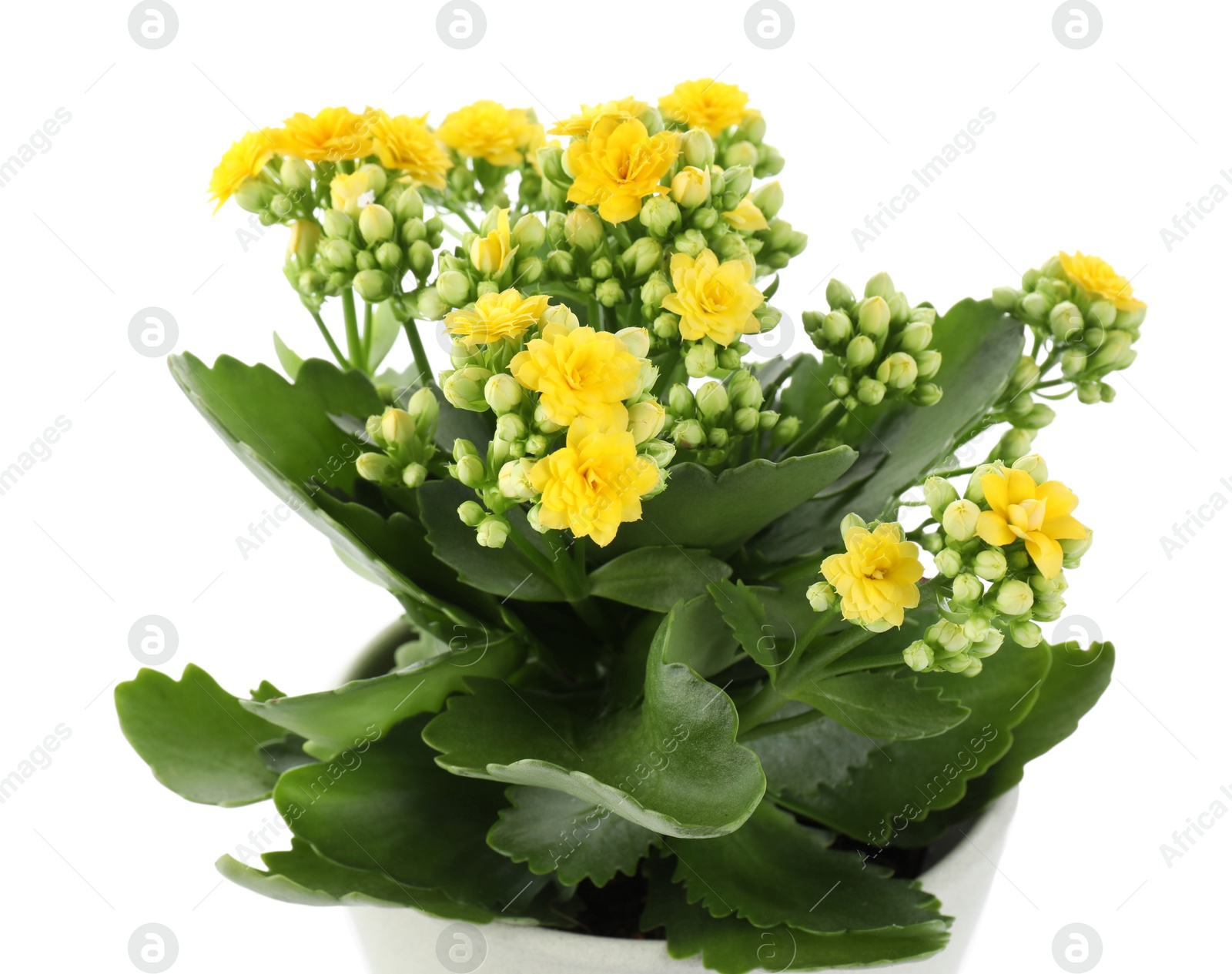 Photo of One beautiful kalanchoe flower in pot isolated on white