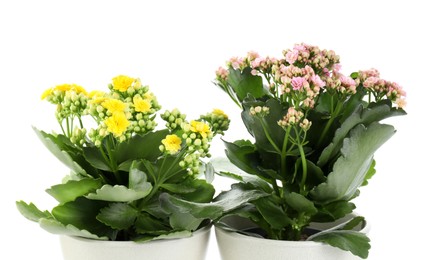 Photo of Different beautiful kalanchoe flowers in pots isolated on white