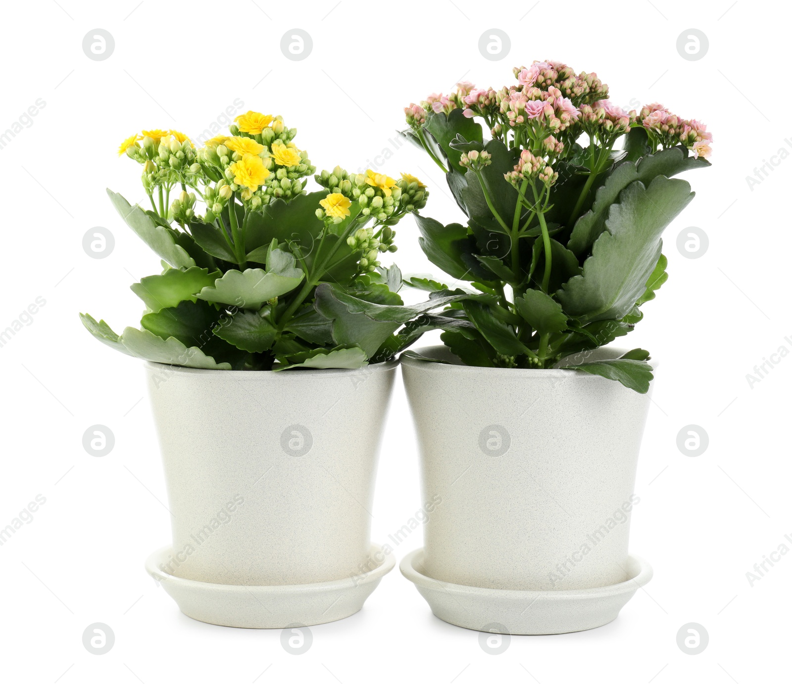 Photo of Different beautiful kalanchoe flowers in pots isolated on white