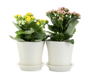 Photo of Different beautiful kalanchoe flowers in pots isolated on white