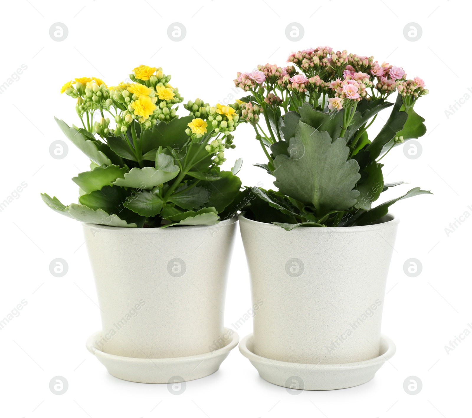 Photo of Different beautiful kalanchoe flowers in pots isolated on white