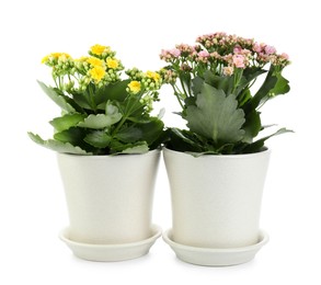 Different beautiful kalanchoe flowers in pots isolated on white