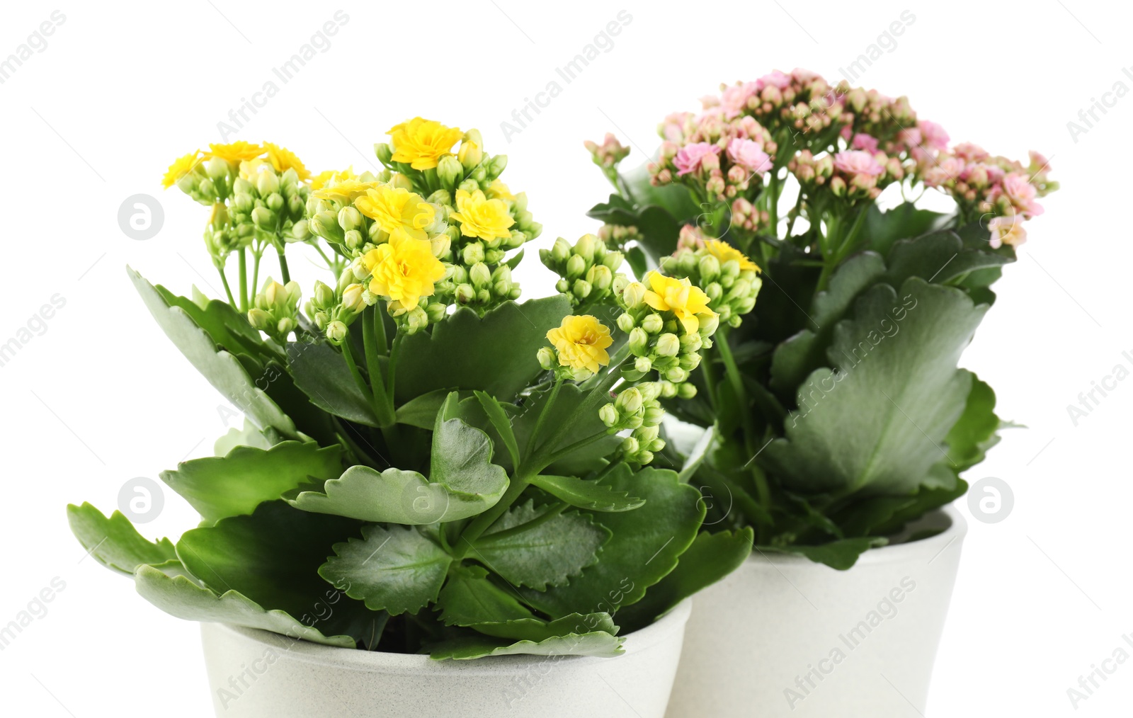 Photo of Different beautiful kalanchoe flowers in pots isolated on white