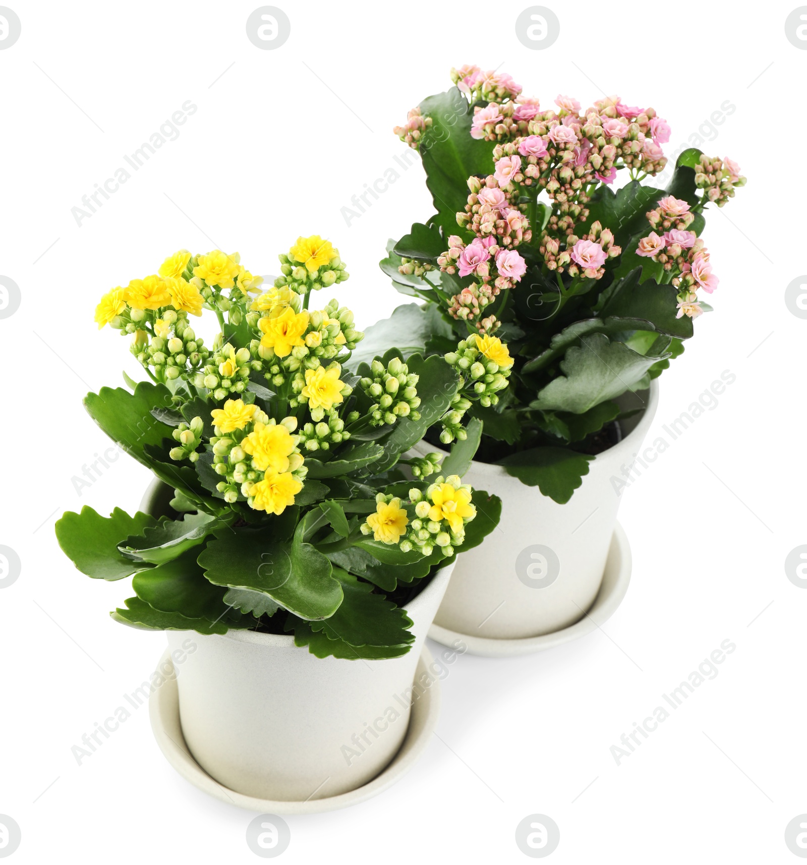 Photo of Different beautiful kalanchoe flowers in pots isolated on white