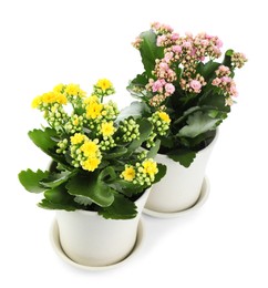 Photo of Different beautiful kalanchoe flowers in pots isolated on white