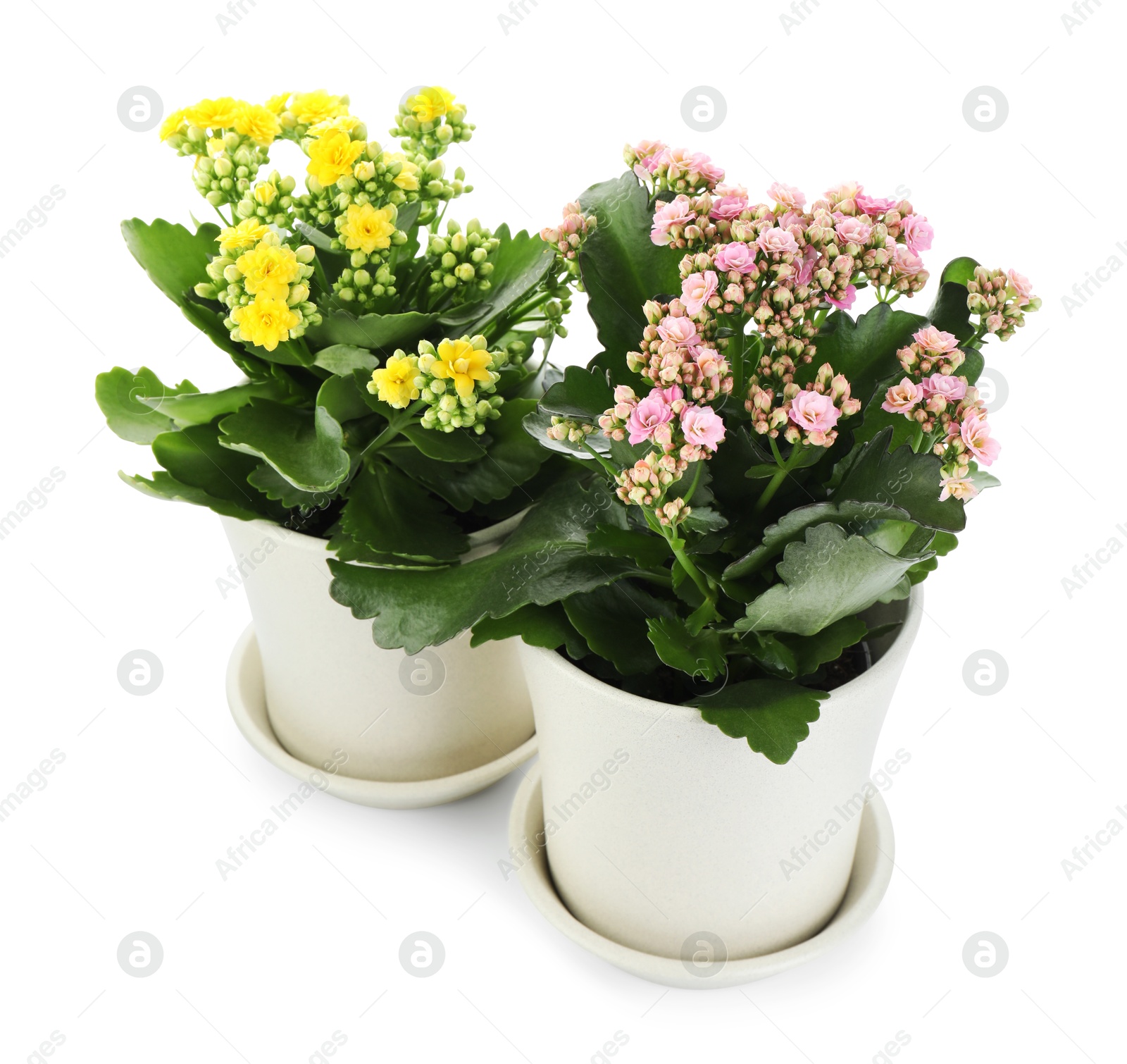 Photo of Different beautiful kalanchoe flowers in pots isolated on white