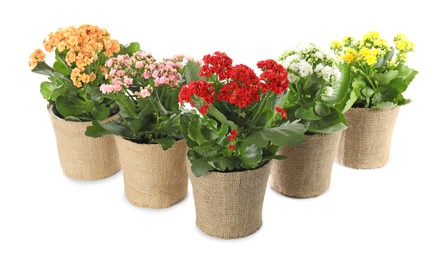 Photo of Beautiful kalanchoe flowers in pots isolated on white