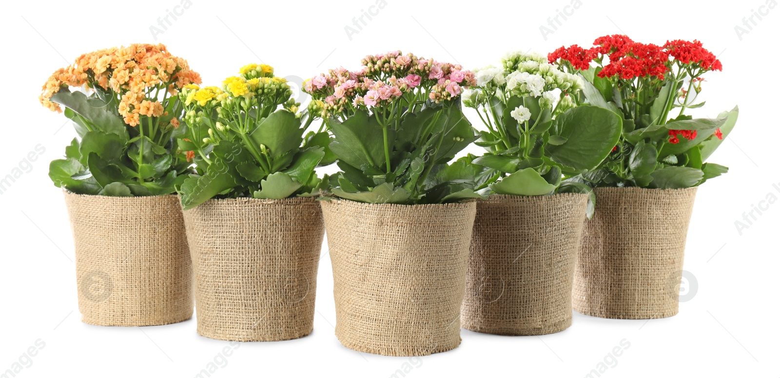 Photo of Beautiful kalanchoe flowers in pots isolated on white