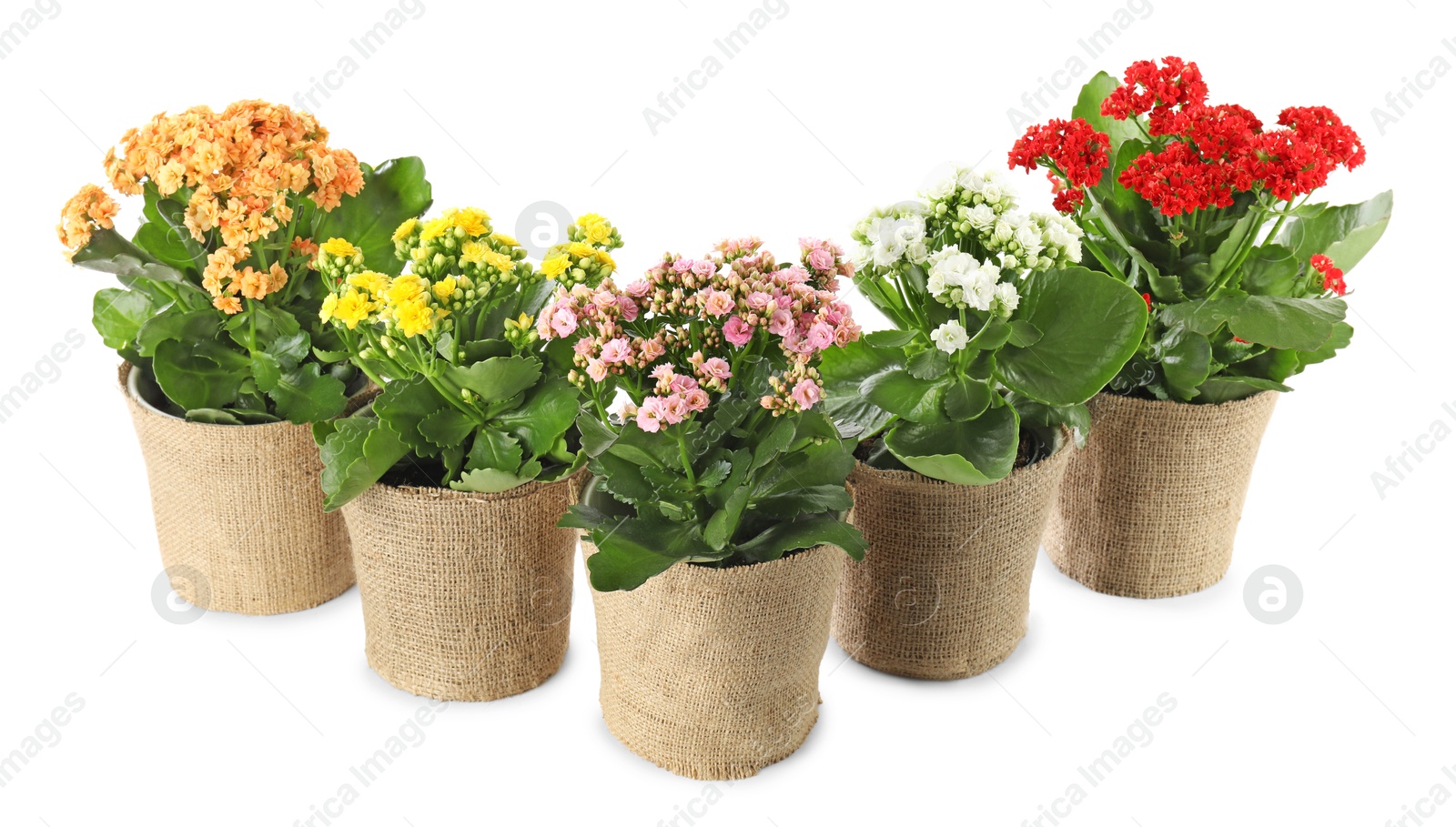 Photo of Beautiful kalanchoe flowers in pots isolated on white