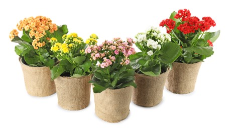 Photo of Beautiful kalanchoe flowers in pots isolated on white