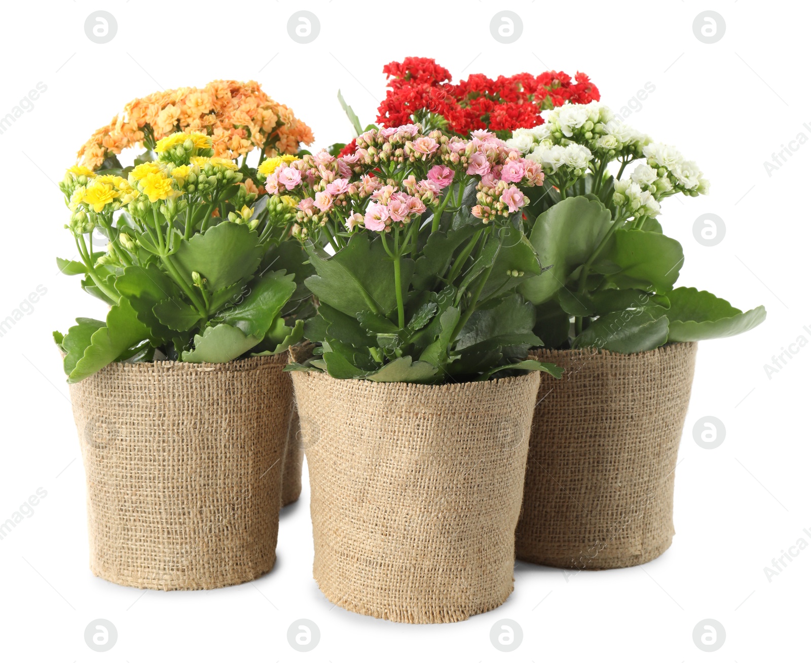 Photo of Beautiful kalanchoe flowers in pots isolated on white