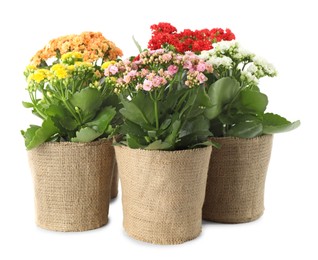 Beautiful kalanchoe flowers in pots isolated on white