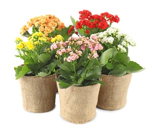 Photo of Beautiful kalanchoe flowers in pots isolated on white