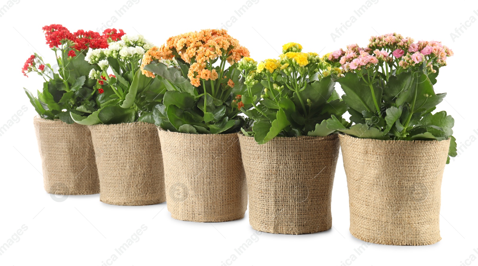 Photo of Beautiful kalanchoe flowers in pots isolated on white