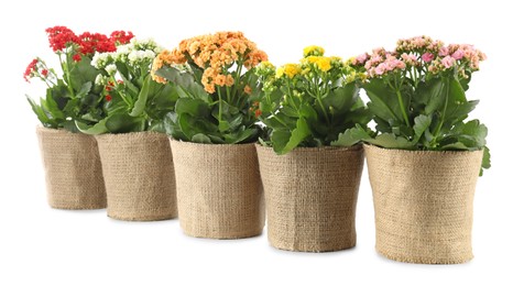 Photo of Beautiful kalanchoe flowers in pots isolated on white