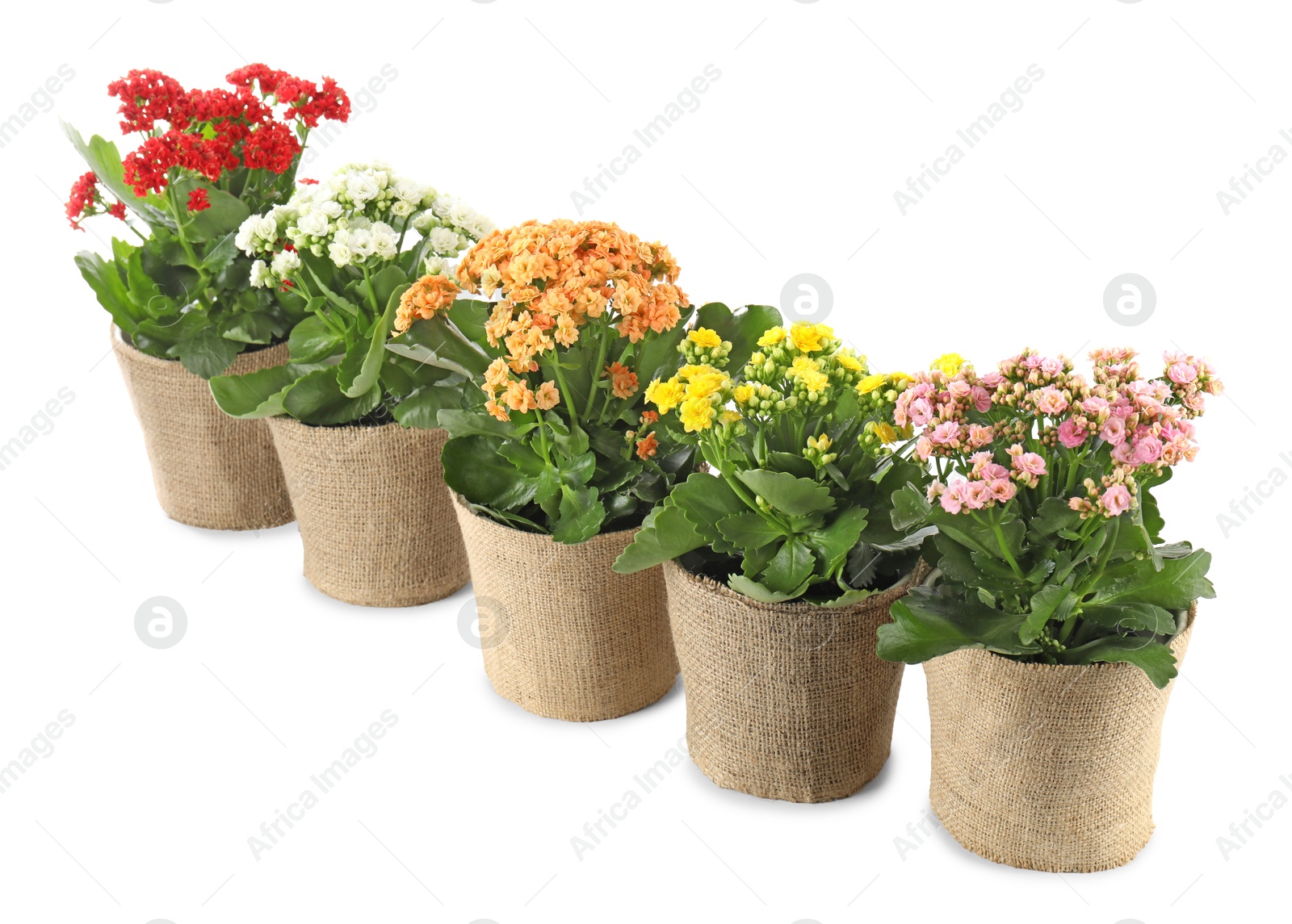 Photo of Beautiful kalanchoe flowers in pots isolated on white