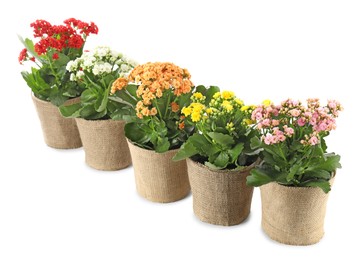 Beautiful kalanchoe flowers in pots isolated on white