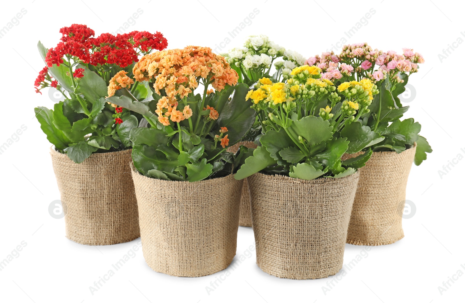 Photo of Beautiful kalanchoe flowers in pots isolated on white