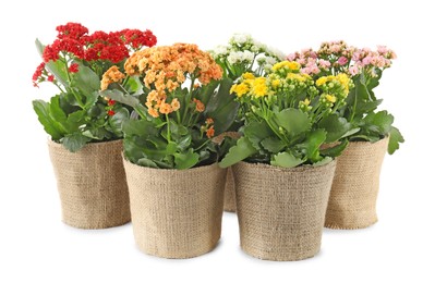 Beautiful kalanchoe flowers in pots isolated on white